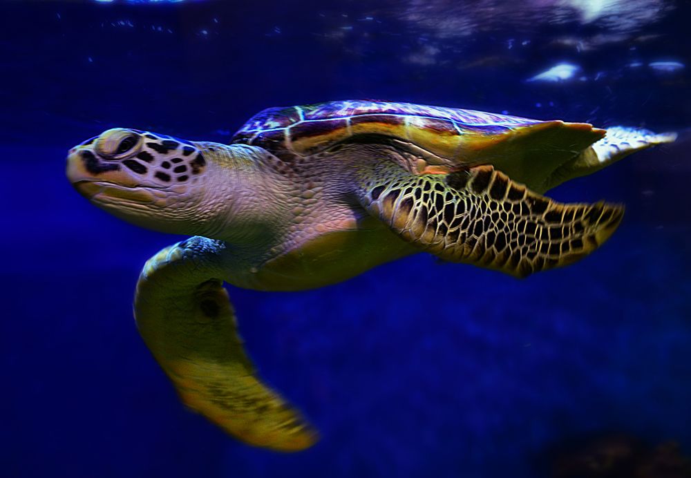 Photograph by Александр Шипиленко