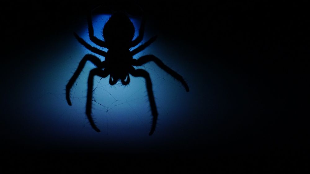 Фотография автора Elena Gasay