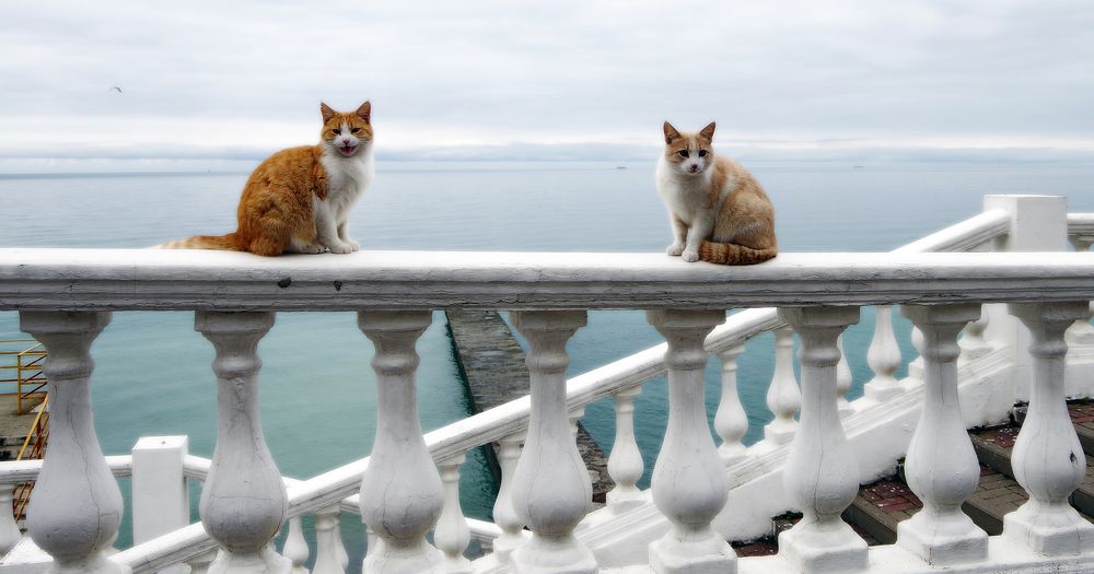 Фотография автора Сергей Гречихин