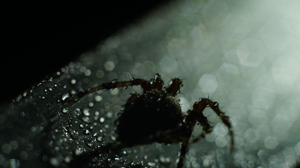 Фотография автора Elena Gasay