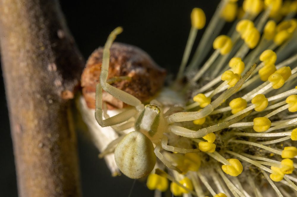 Фотография автора Ruslan Badykov