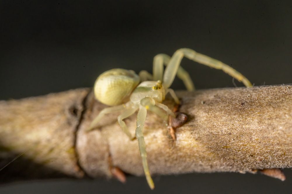 Фотография автора Ruslan Badykov