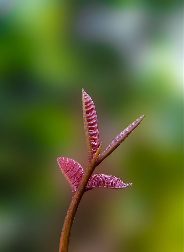 Photograph by KRISHNA CHANDRA DULE