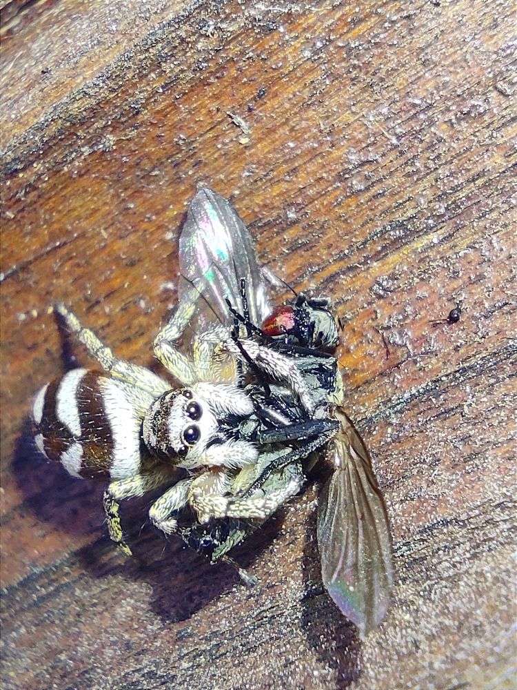 Photograph by Željka Miljić