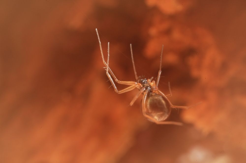 Фотография автора Ruslan Badykov