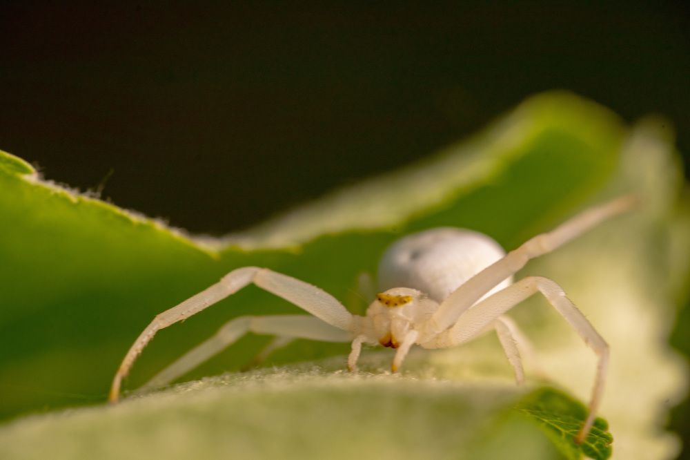 Фотография автора Ruslan Badykov