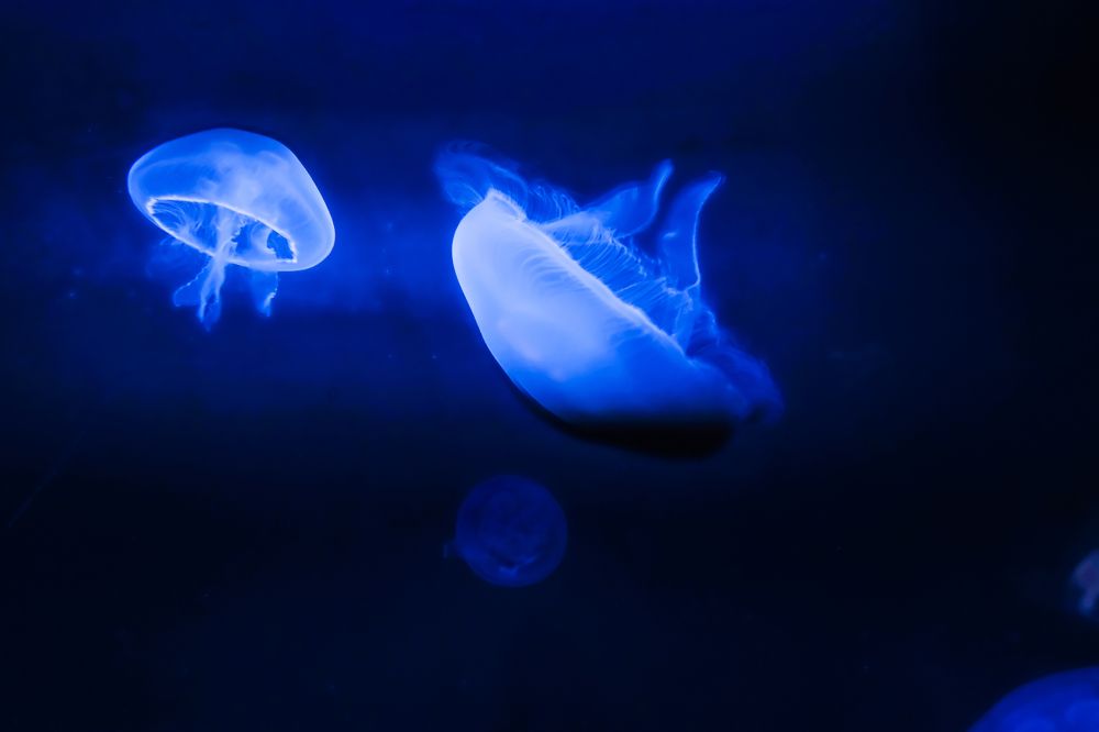 Neon jellyfish