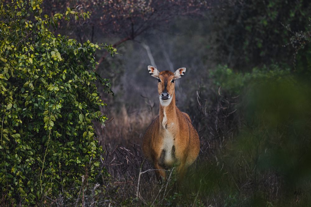 Photograph by Hardik Shah