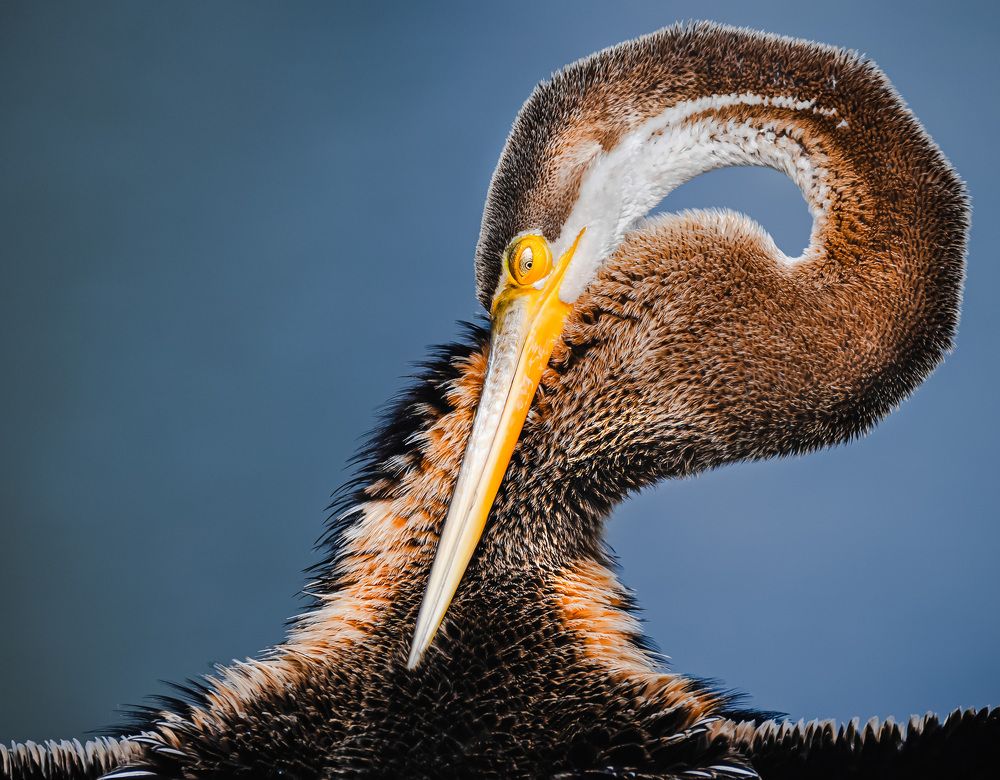 Photograph by Hardik Shah