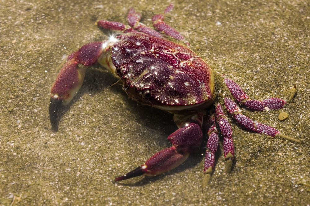 the crab made it to the shallows