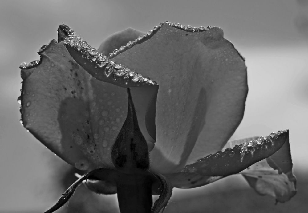 Photograph by Александр