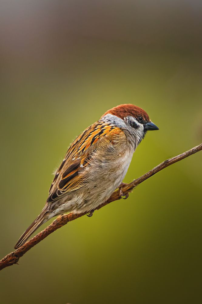 Photograph by Олег Белан