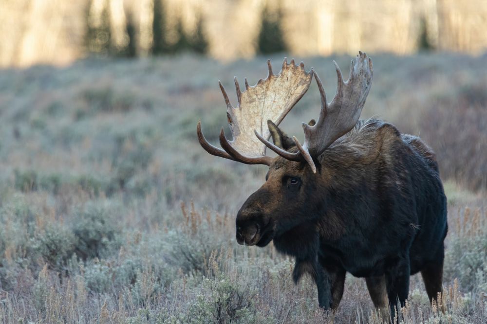 Фотография автора Brian Kinghorn