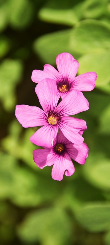 Photograph by Radoslav Stefanov