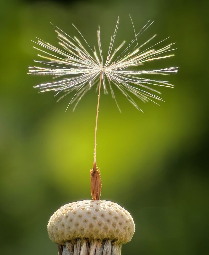 Photograph by Михаил Саидов