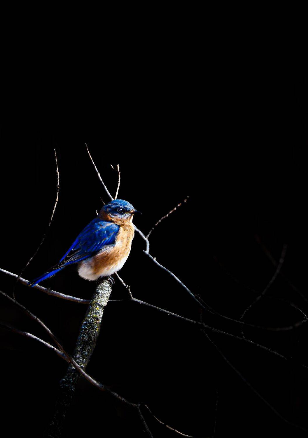 Blue Bird in a Black World