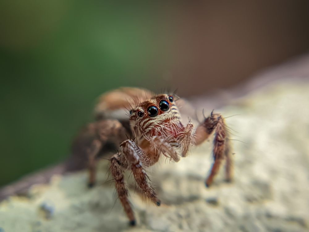 Photograph by Vijayakumar