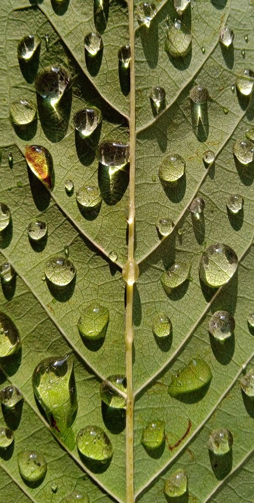 Photograph by Yasha Akhtar