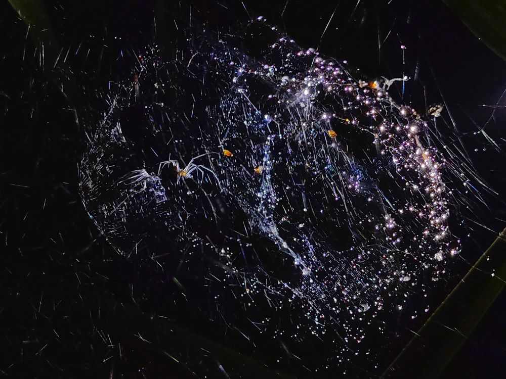 sparkling spider web during night rain
