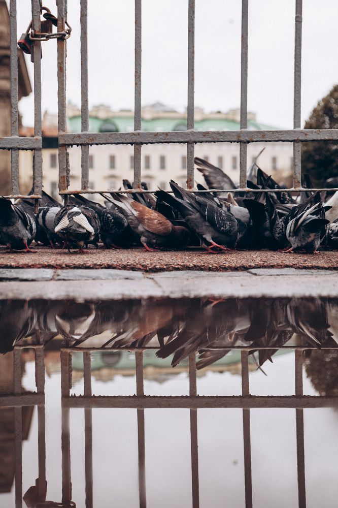 Photograph by Мария Корвин-Кучинская