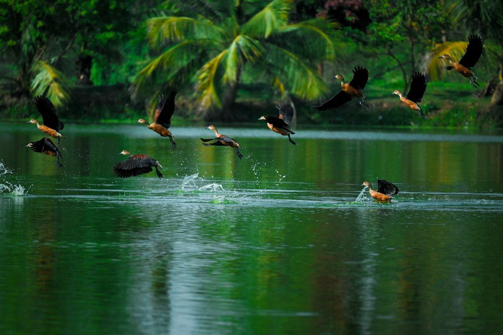 Whistling ducks