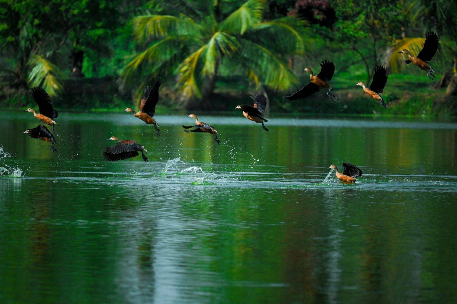 Whistling ducks