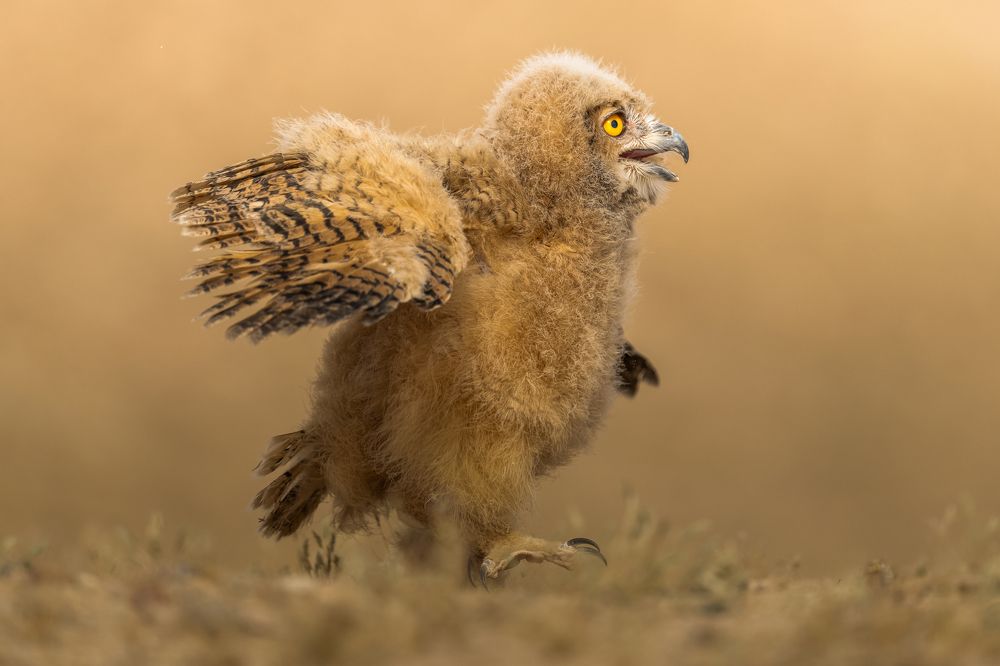 Photograph by Ahmed Sobhi