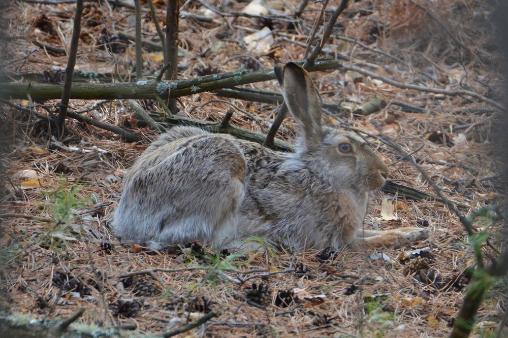 Photograph by Anna Kichapina