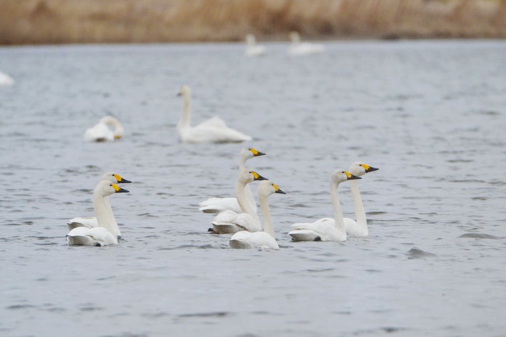 Photograph by Anna Kichapina