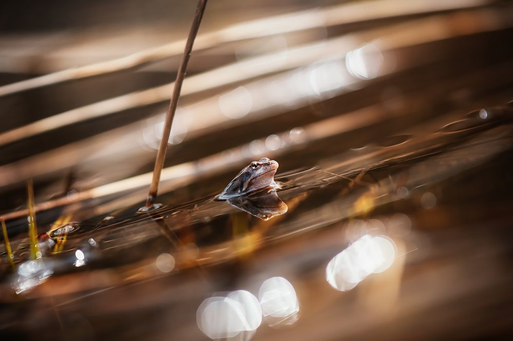 Фотография автора Елена Баклач