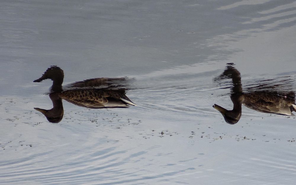 Photograph by Серега Вартман