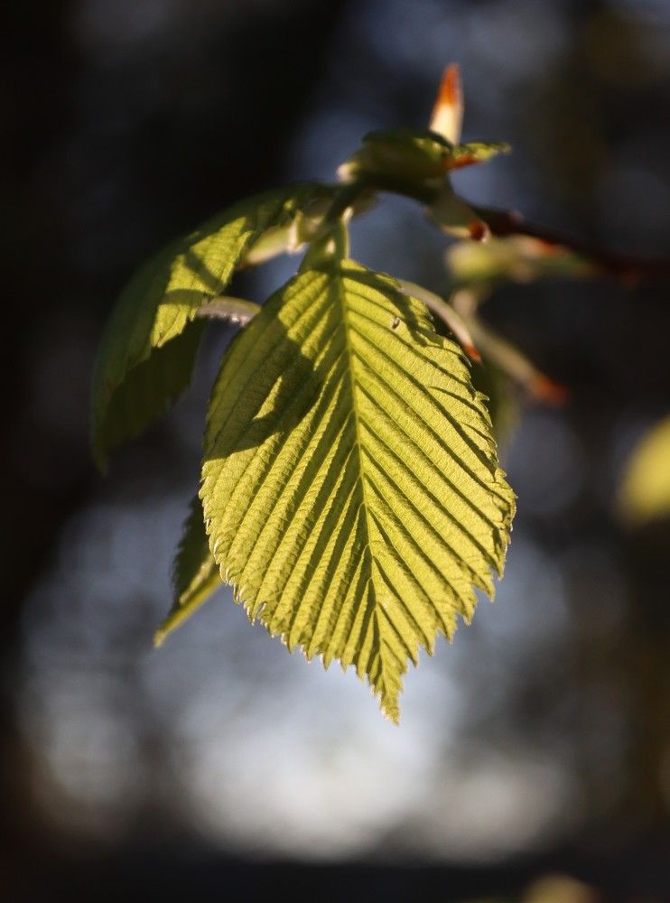 Photograph by Ирина Садовникова