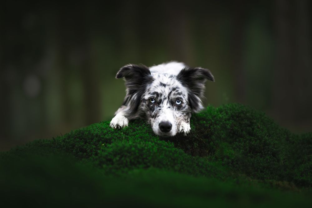 Photograph by Omica Meinen