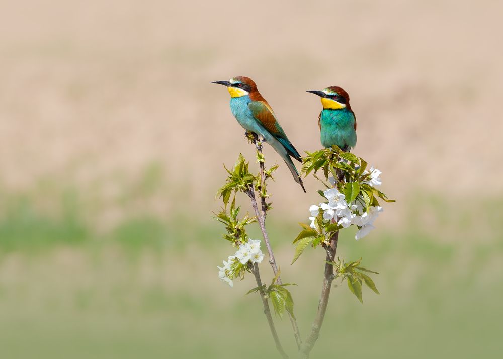 Photograph by Vida Shams