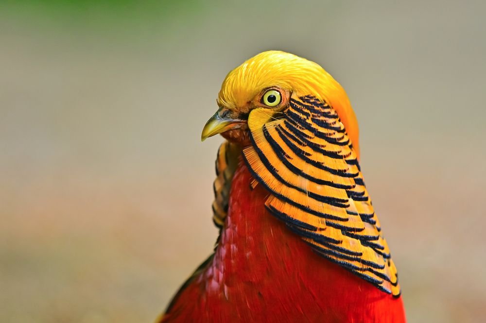 Photograph by nimalan subramaniam