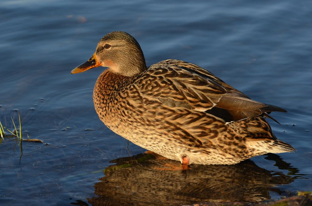 Фотография автора Антип