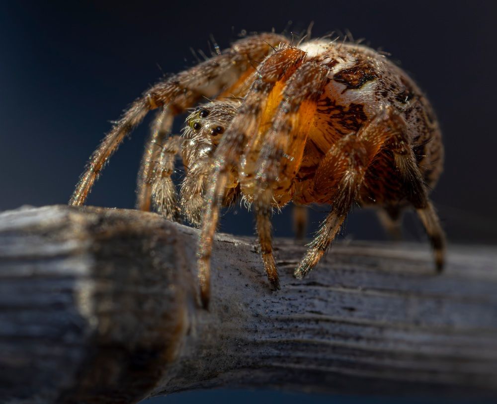 Photograph by Сергей