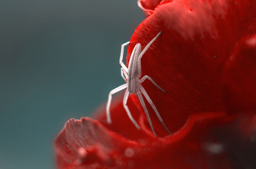 Photograph by Ekaterina Fadeeva