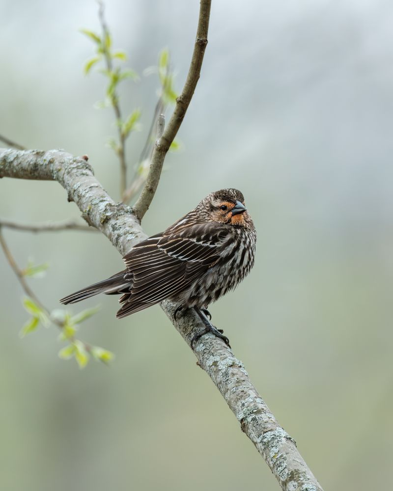 Photograph by Greg Noakes