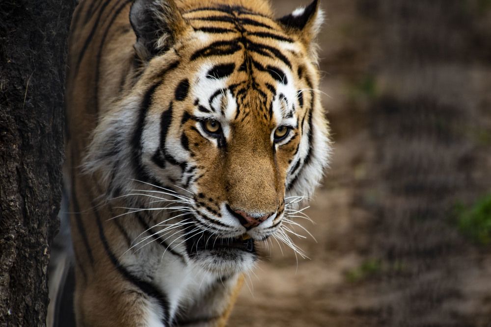 Photograph by Михаил Зубарев