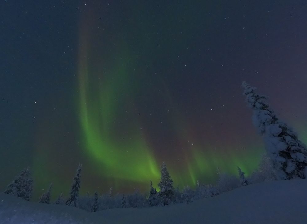 Сказочный лес