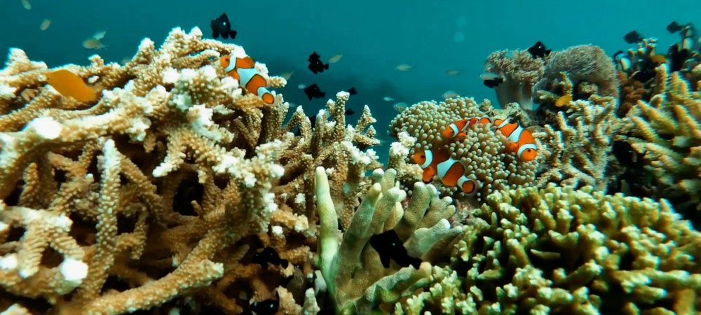 Photograph by Ma Leonor B Gonzales