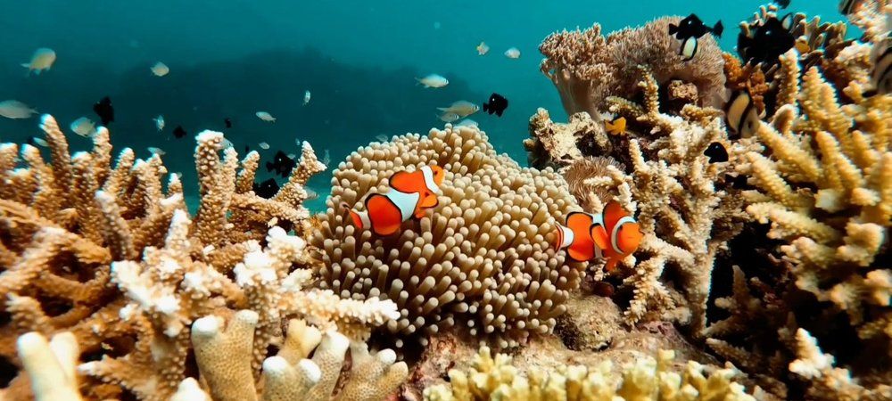 Photograph by Ma Leonor B Gonzales