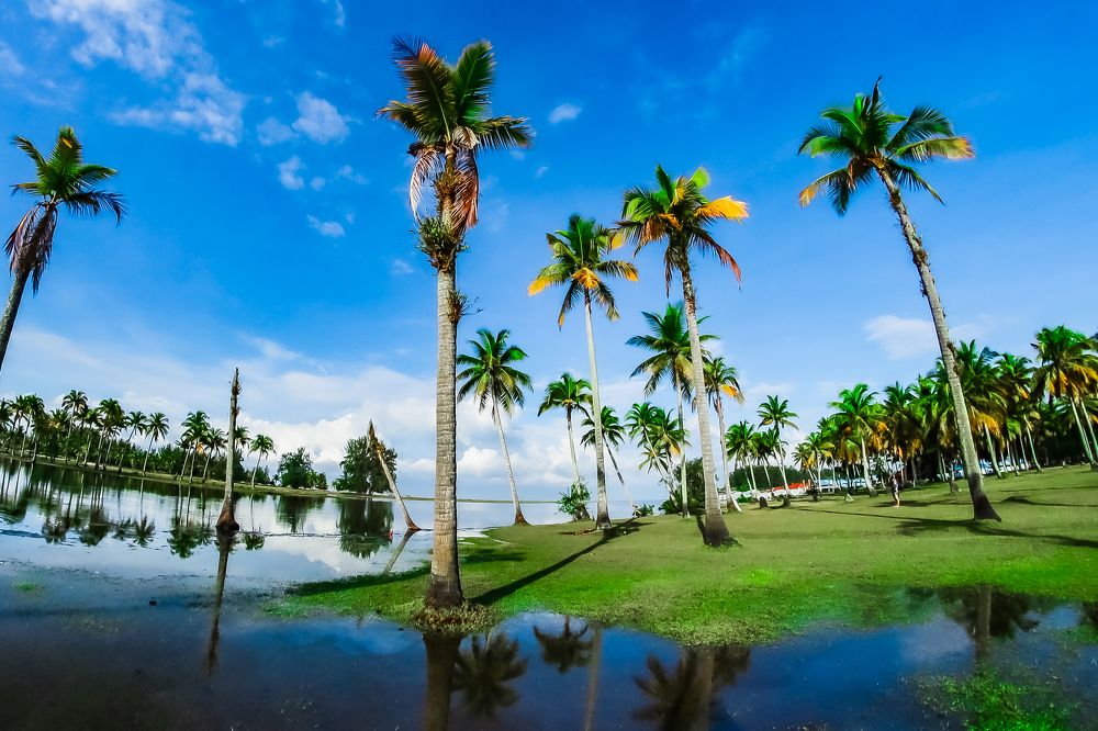 Pemandangan Pohon Kelapa di Tepian Muara