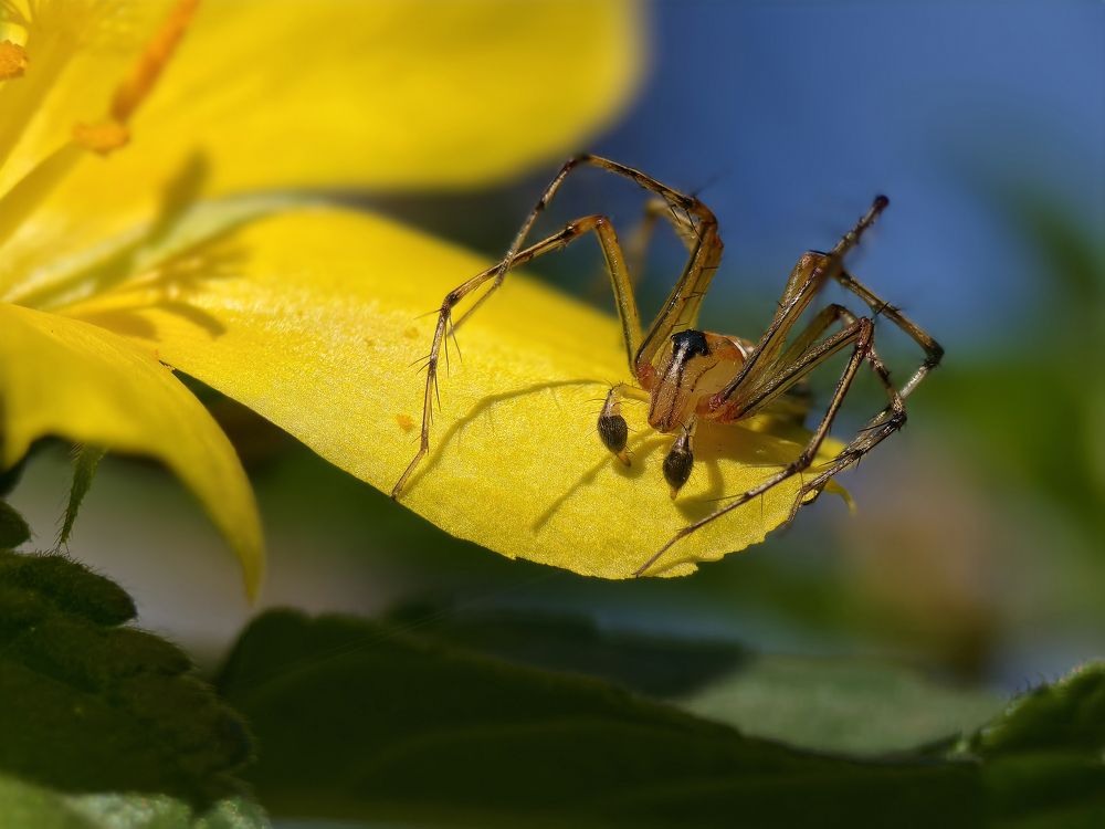 Lean Lynx Spider