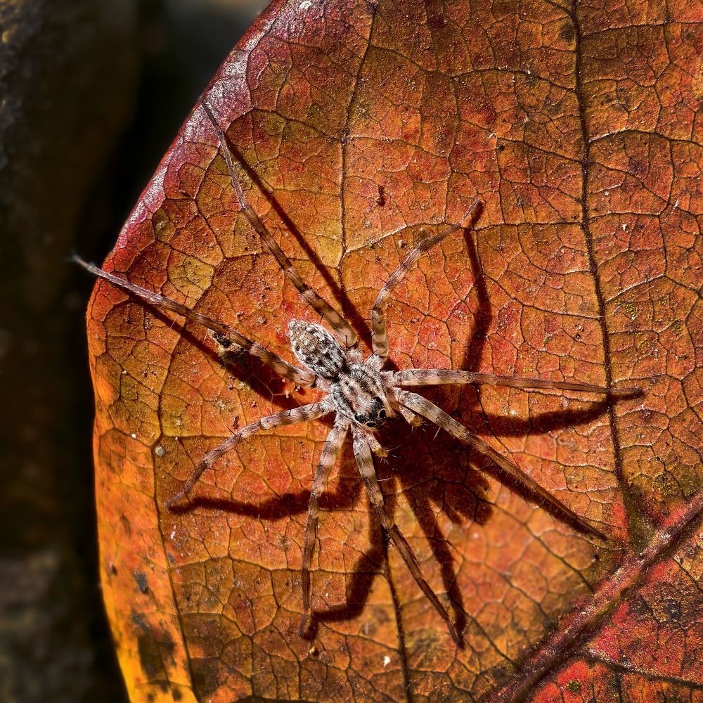 Фотография автора Veepul Rege