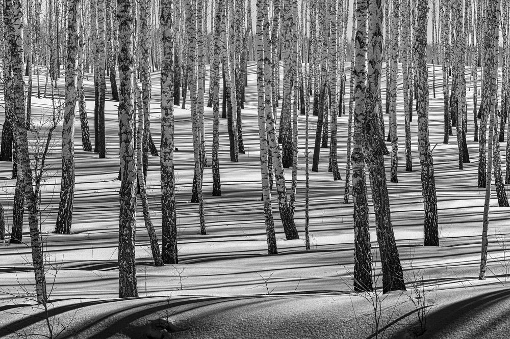 Март-полосатик