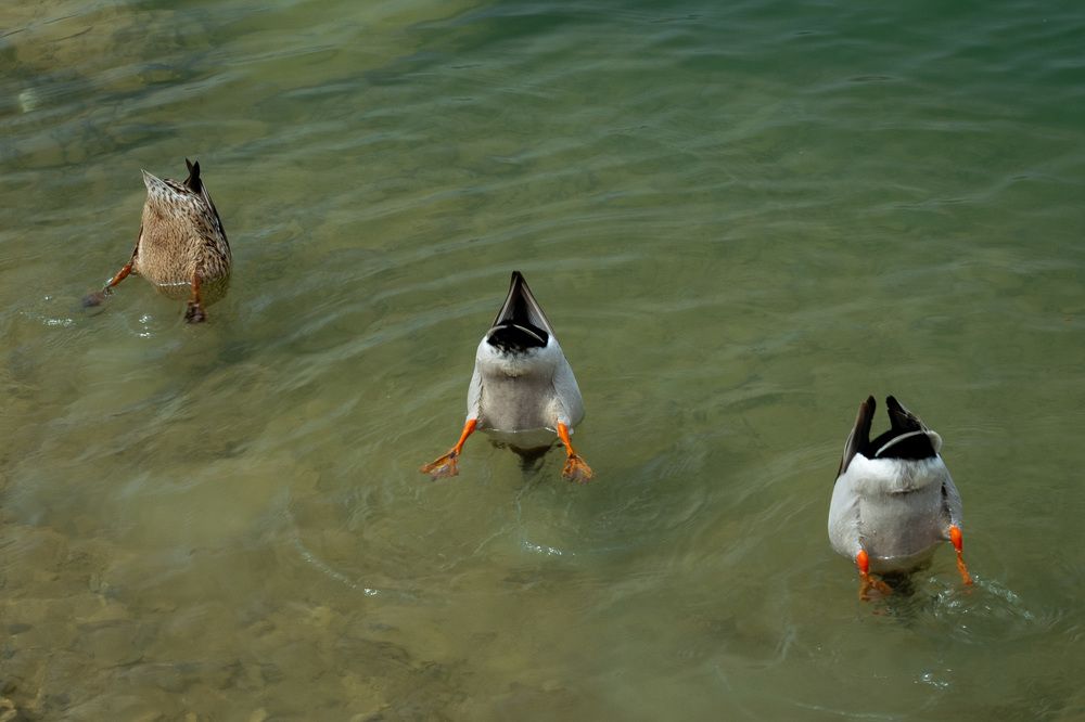 Photograph by Наталья Кокорина