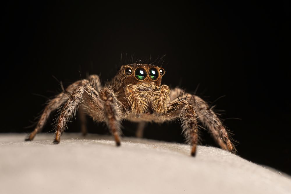 Photograph by Jean pierre