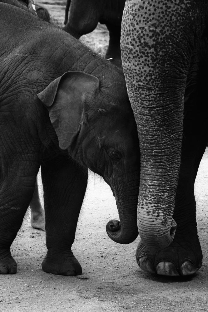 Фотография автора Namal Siriwardena